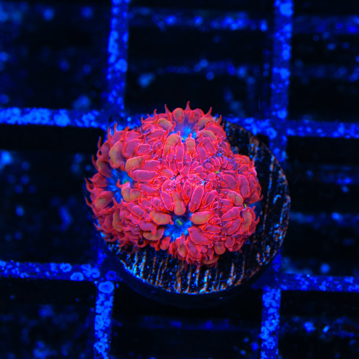 Blue Raven Merletti Blastomussa Coral - Top Shelf Aquatics
