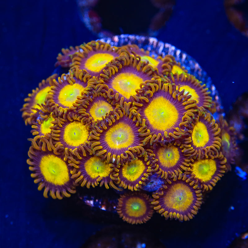 King Midas Zoanthids Coral