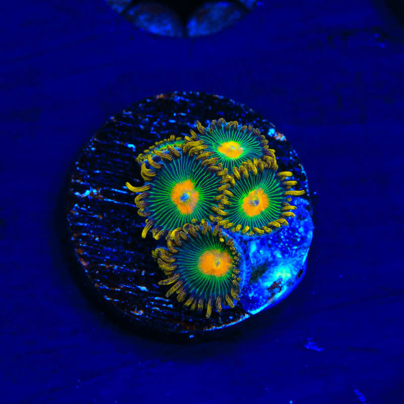 Green Bay Packers Zoanthids Coral