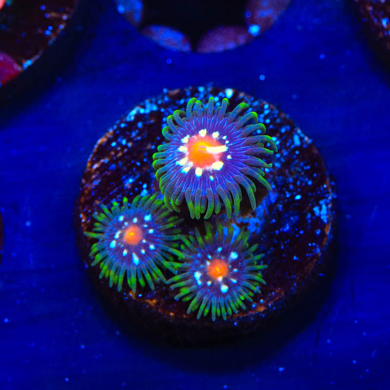 JF Daisy Cutter Zoanthid Coral