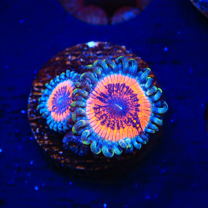 Armor of God Zoanthids Coral