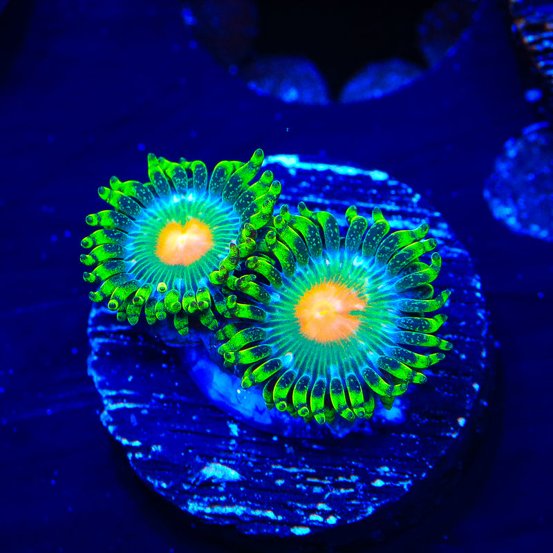 Hurricane Zoanthids Coral