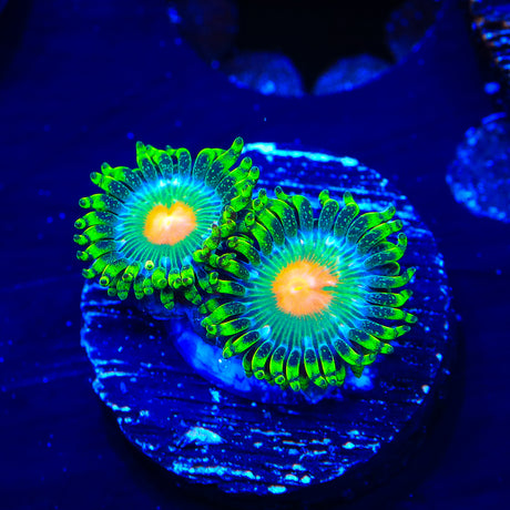 Hurricane Zoanthids Coral