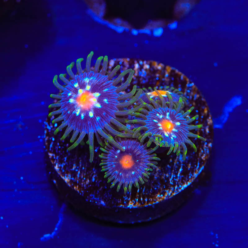 JF Daisy Cutter Zoanthids Coral