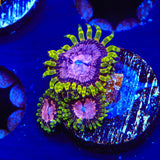 WWC Purple Monsters Zoanthids Coral