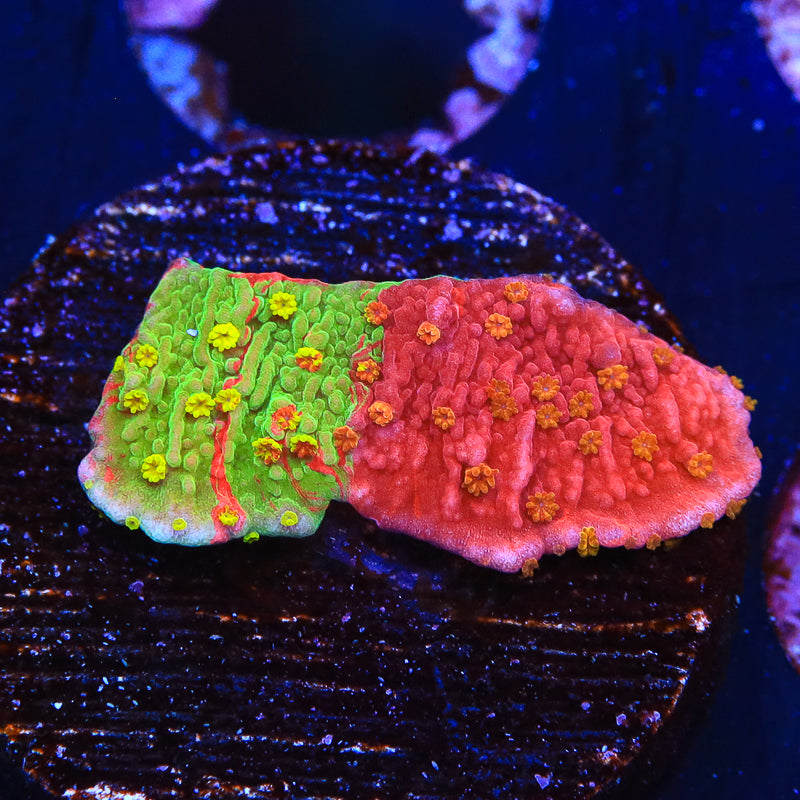 WWC Sunfire Montipora Cap Coral