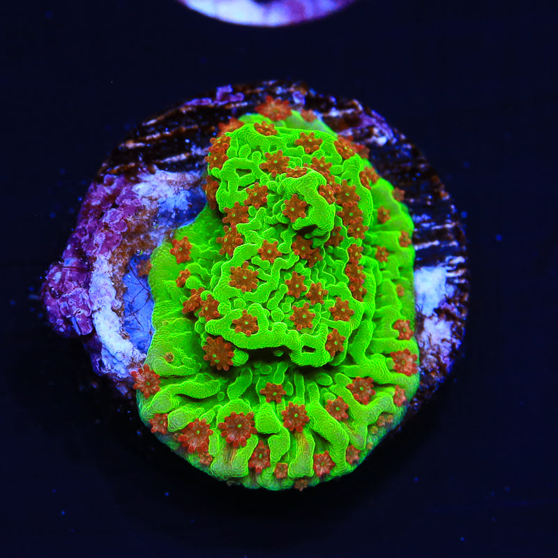 Seasons Greeting Montipora Coral - Top Shelf Aquatics