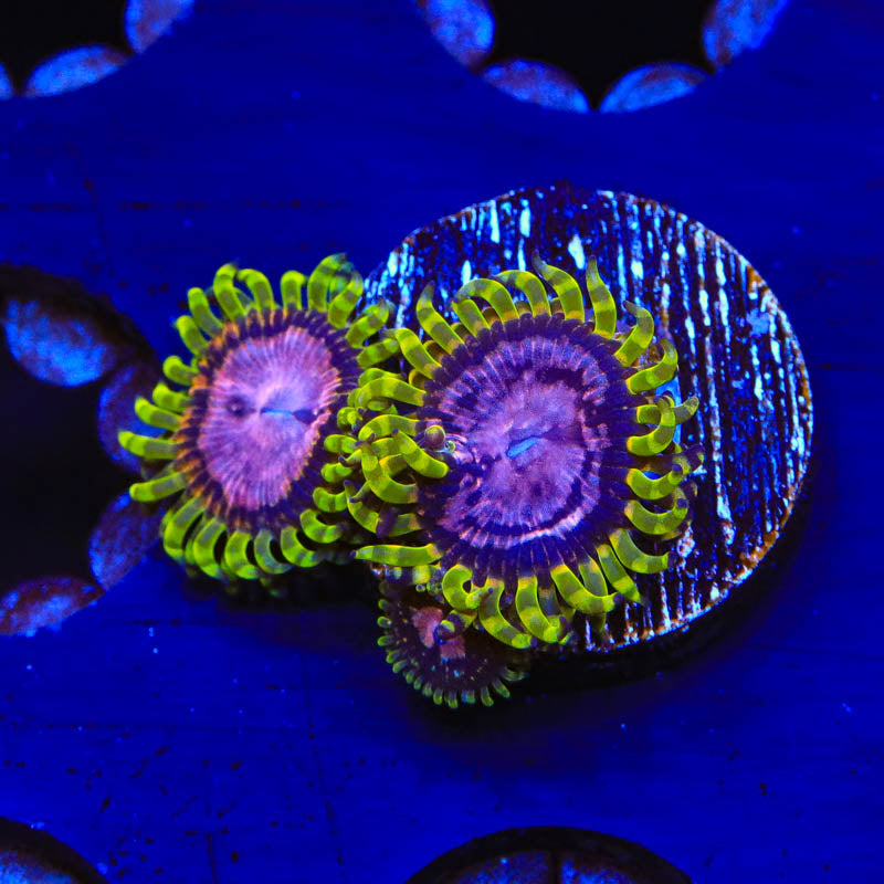 WWC Purple Monsters Zoanthids Coral