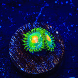 Hurricane Zoanthids Coral