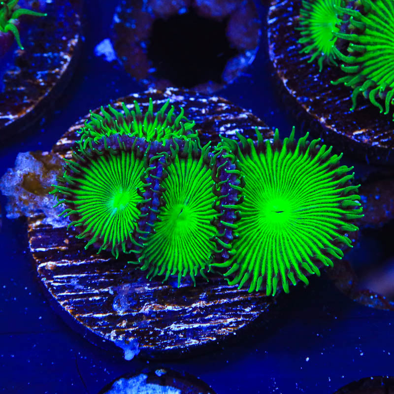 TSA Green Implosion Palythoas Coral