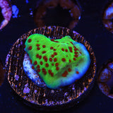 Jedi Mind Trick Montipora Coral - Top Shelf Aquatics