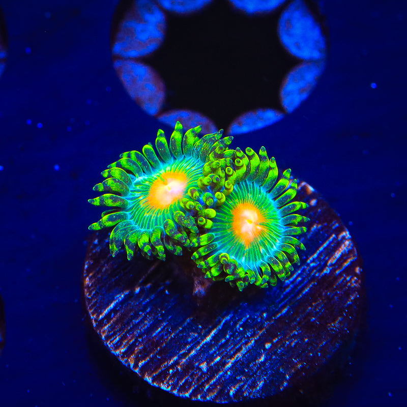 Hurricane Zoanthids Coral