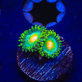 Hurricane Zoanthids Coral