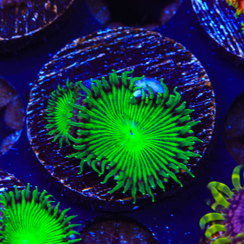 TSA Green Implosion Palythoa Coral