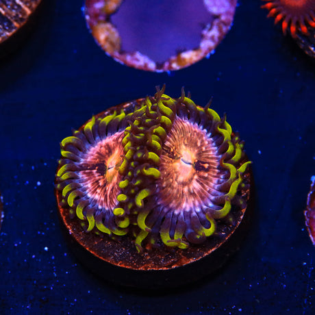 WWC Nirvana Zoanthids Coral