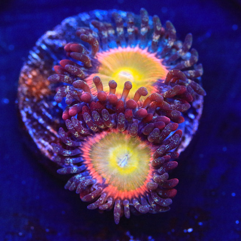 TSA Rainbow Spectrum Zoanthids Coral