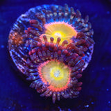 TSA Rainbow Spectrum Zoanthids Coral