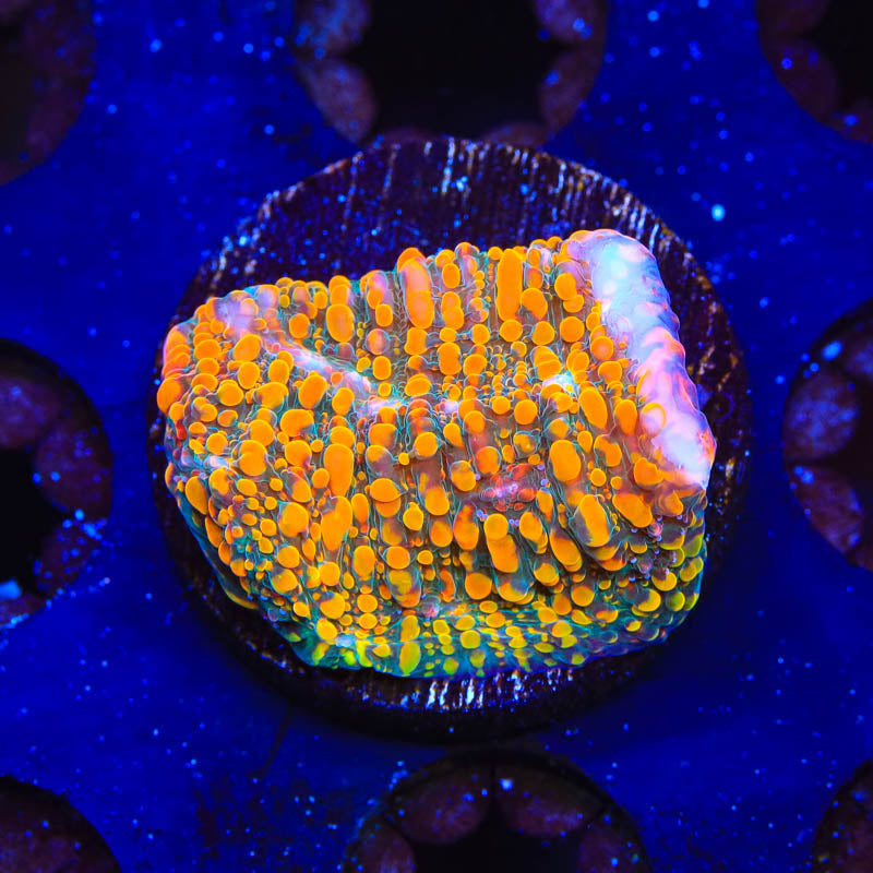 CC Cloudberry Chalice Coral