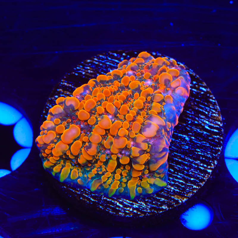 CC Cloudberry Chalice Coral