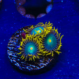 Green Bay Packers Zoanthid Coral - Top Shelf Aquatics