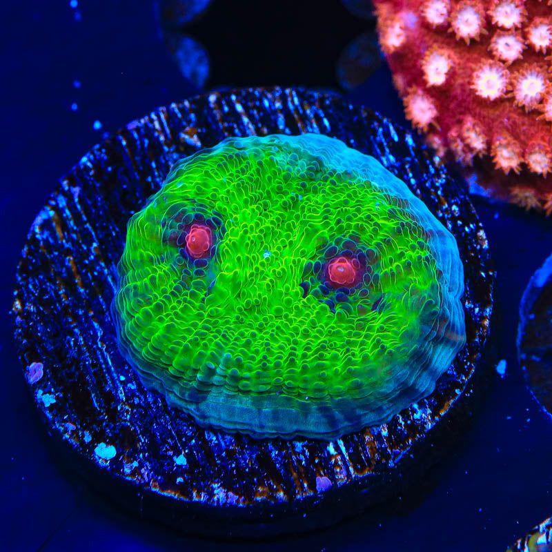 TSA Avatar Chalice Coral