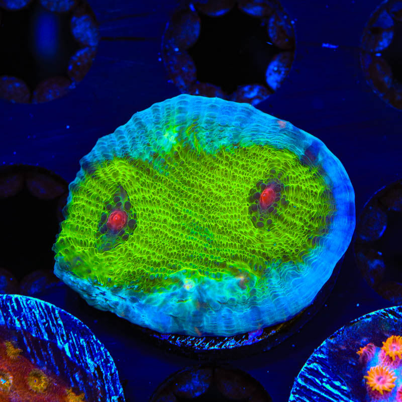 JF Avatar Chalice Coral