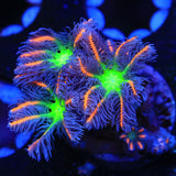 TSA Firework Clove Polyp Coral - Top Shelf Aquatics