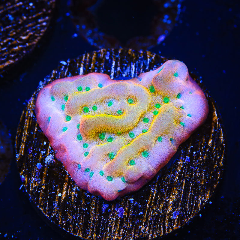 TSA Pink Halo Montipora Coral