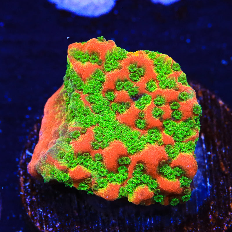 TSA Sugar High Montipora Coral - Top Shelf Aquatics