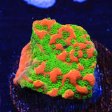 TSA Sugar High Montipora Coral - Top Shelf Aquatics
