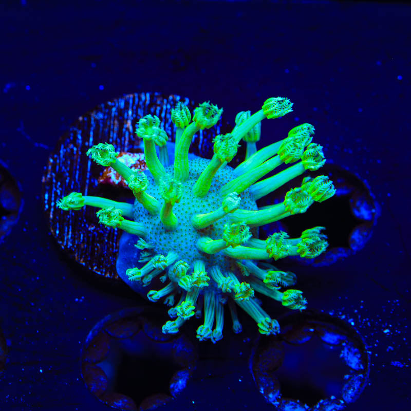 Green Long Polyp Toadstool Coral