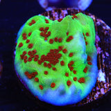 Jedi Mind Trick Montipora Coral