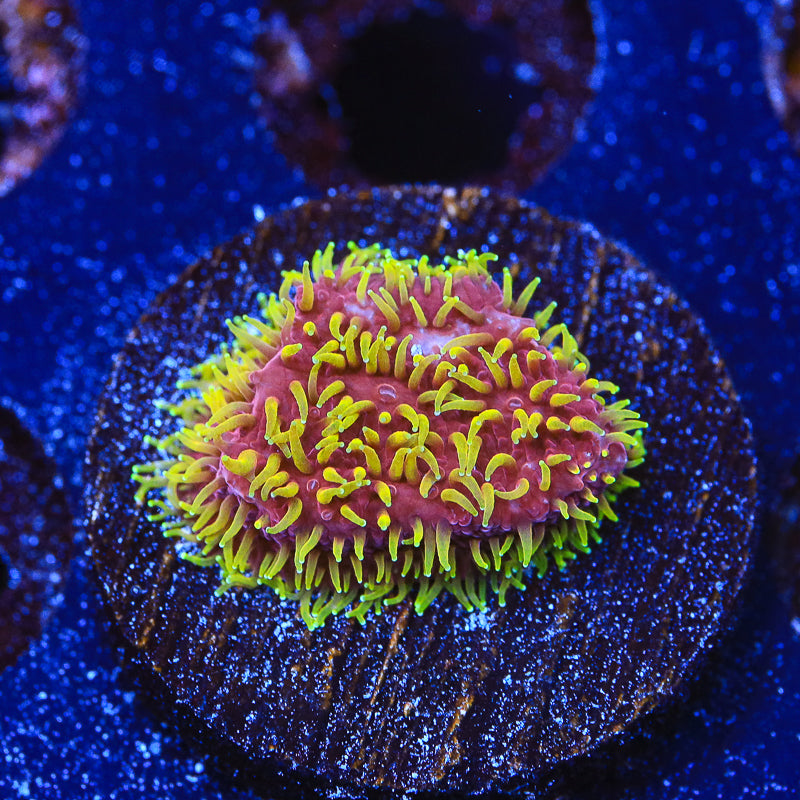 JF Freak Hair Lithophyllon Coral - Top Shelf Aquatics