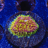 JF Freak Hair Lithophyllon Coral - Top Shelf Aquatics
