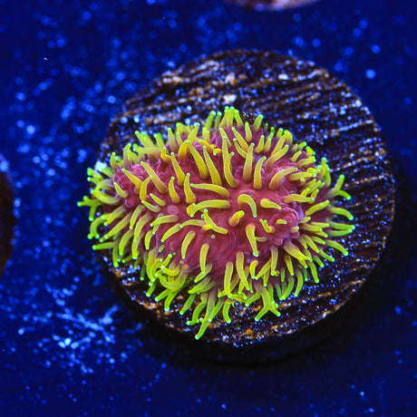 JF Freak Hair Lithophyllon Coral - (Almost WYSIWYG) - Top Shelf Aquatics 