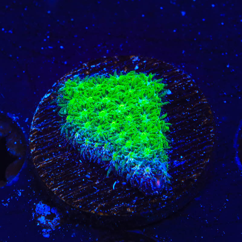 TSA Jade Leptastrea Coral