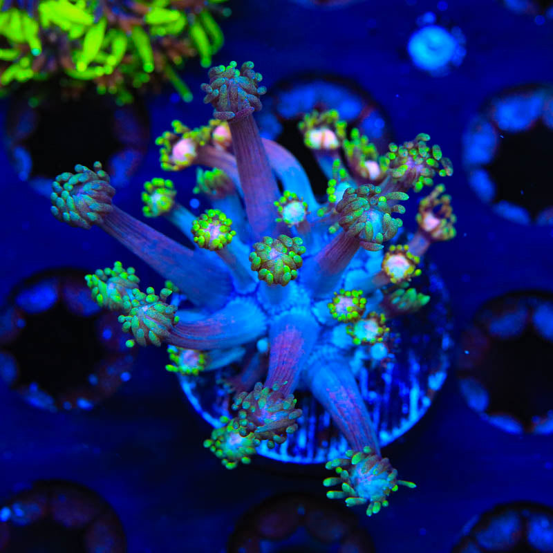 TSA Rose Petal Goniopora Coral - Top Shelf Aquatics