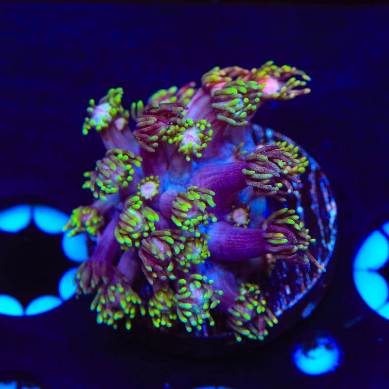 TSA Rose Petal Goniopora Coral - Top Shelf Aquatics