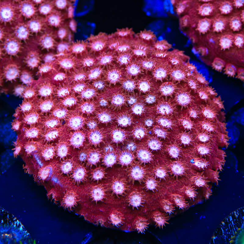 Peppermint Cyphastrea Coral