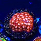 Peppermint Cyphastrea Coral