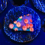 Meteor Shower Cyphastrea Coral