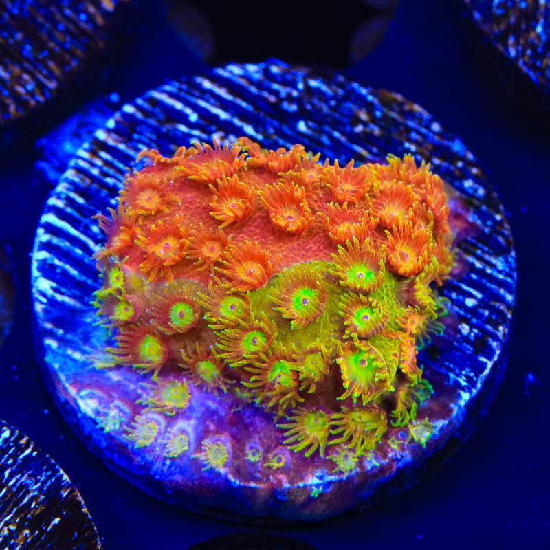 TSA Tropicana Twist Cyphastrea Coral - Top Shelf Aquatics