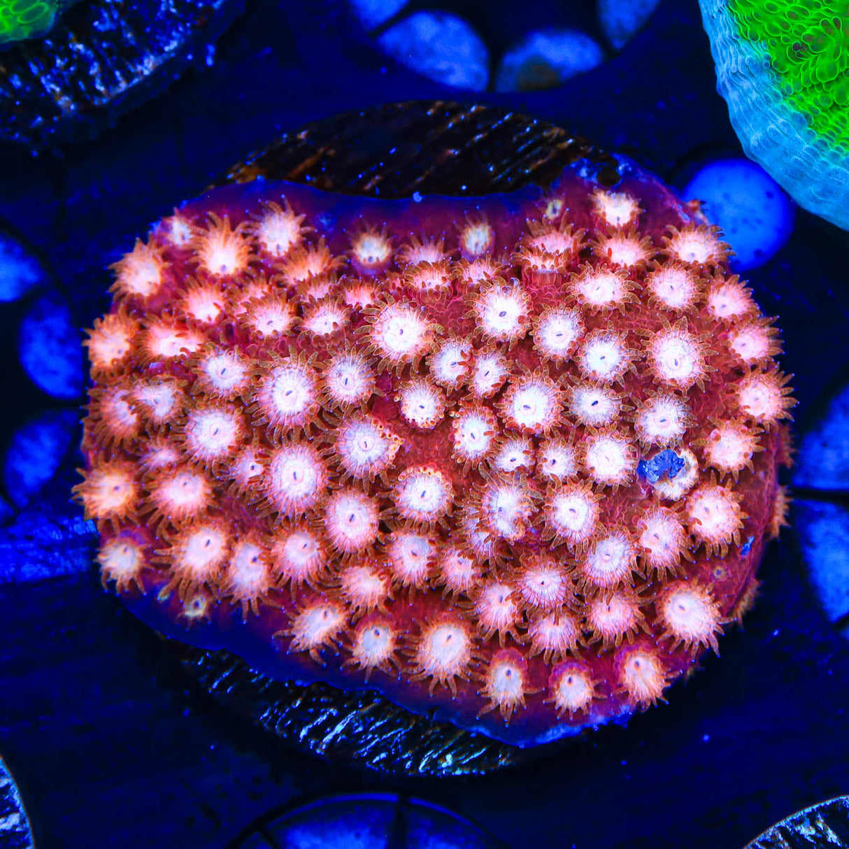 Peppermint Cyphastrea Coral
