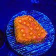 TSA Hi-C Cyphastrea Coral