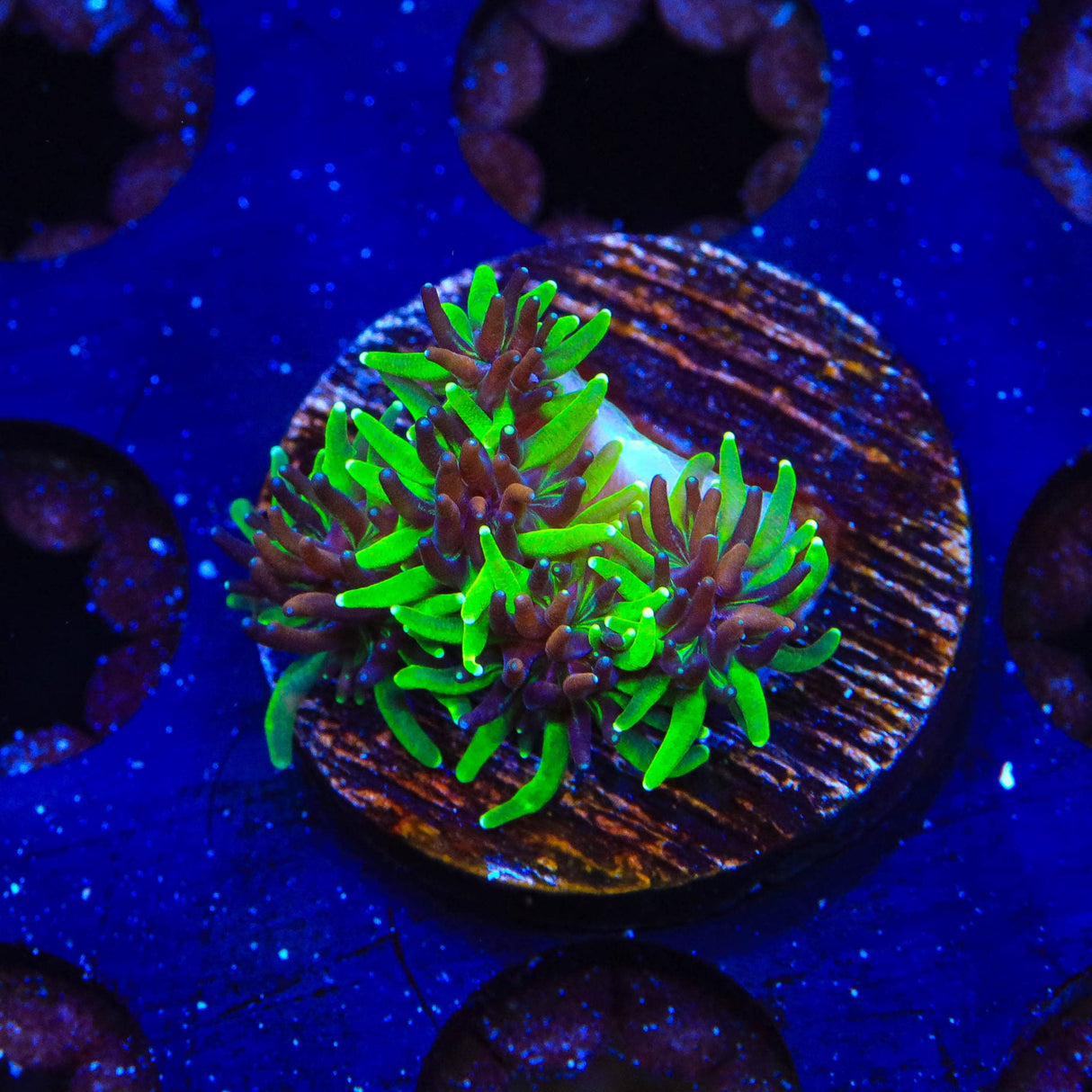 TSA Mardi Gras Galaxea Coral