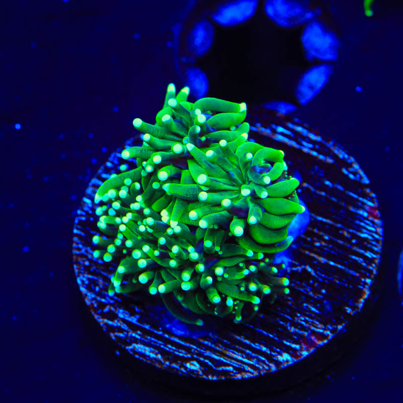 TSA Evergreen Galaxea Coral
