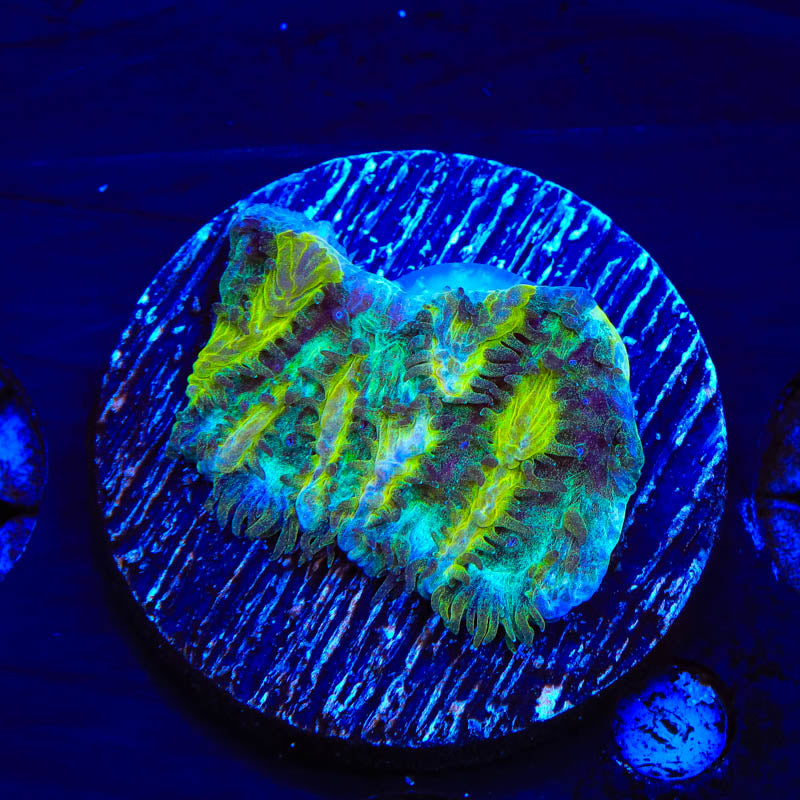 TSA Lemon Lime Hydnophora Coral