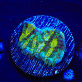 TSA Lemon Lime Hydnophora Coral