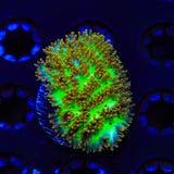 TSA Gamma Knife Hydnophora Coral