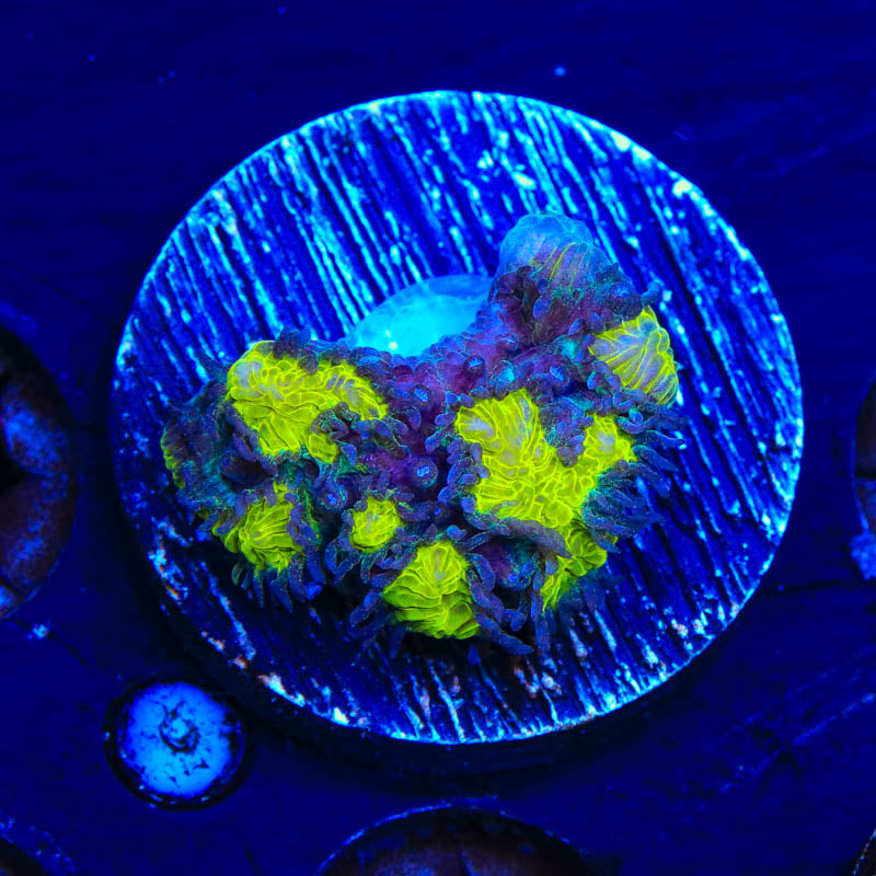 TSA Lemon Frost Hydnophora Coral